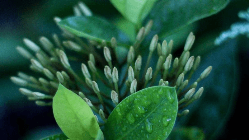 Circuit Board - professional stock photography